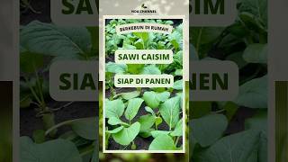 Tanam sayur sawi 25 hari sudah bisa di panen #berkebun #berkebundirumah #tanamsayur #sayur #sawi