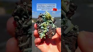 Pumbogummite × Pyromorphite, Daoping / Yangshuo Lead & Zinc Mine #shorts #crystals #minerals #rock