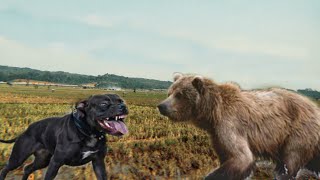 pitbull vs bear test ( dog vs bear test )