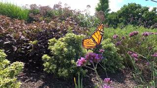 Monarch Butterfly