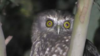 Morepork - Ruru - NZ native owl