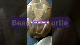 beautiful Turtles in back side #youtubeshort #youtube #youtubeshortviral