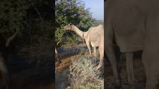 Group Camels