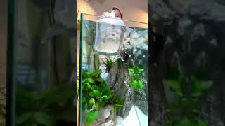 BEAUTIFUL FISH AQUARIUM #shorts #viral #beautiful #pets #fish #aquarium #tigerfish #reels #status