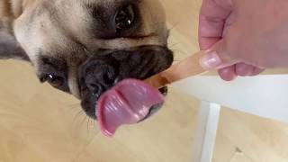 Frenchie licking ice cream slow mo