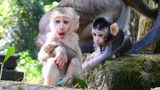 Kid monkey of Ameri troops visit little monkey Amanda intimately | Monkey Amanda