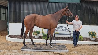 Weigh Day of training horses, layups and yearlings at Merryland. 7/30/24