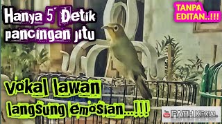 HANYA 5 DETIK di jamin TERPANCING % CIAK CIAK JOSS BIKIN GACOR KECIAL KUNING ANDA