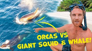 Top 5 Craziest Nature Moments! (Predator vs Prey)