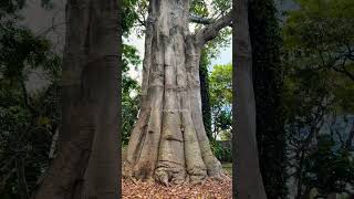 The Baobab Tree @Foster Botanical Garden in Honolulu Hawaii #shorts #oahu #gianttree