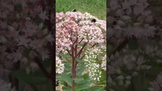 Autumn joy sedum & Bees going crazy