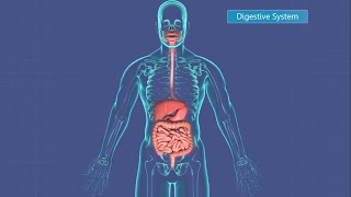 The Digestive System: Its Parts and Functions. A short lesson on what happens to your food? 7.L.3B.2