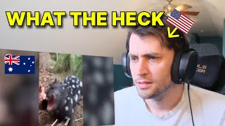 American reacts to 5 Rarest Animals In Australia