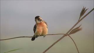 siberian stonechat