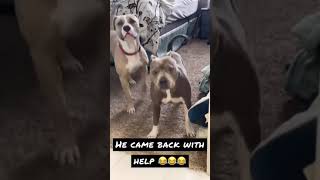 #dog funny dogs Comp 藍🐶  . . . #dogs #dogsoftiktok #dog