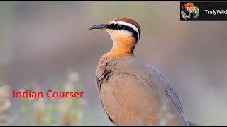 Beautiful plumage of Indian Courser | Preening & Dust bath | A must watch close up full 4K video