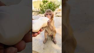 Bandar ka bachcha dudhu pita 🍼🐵#bandar #monkeyvideo #monkey 0731