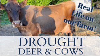 DROUGHT, DEER, and COWS | A Real Look at Keeping up with Farm Life and the Garden | RainPoint