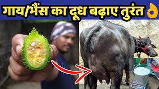 गाय/भैंस का दूध बढ़ाए तुरंत👌||Doodh bdhane ka tarika||Desi formula for increse cow buffalo milk