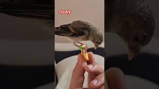 Dody 🐦 my hand fed hybrid bird #birds #goldfinch #dody #love #pets #cute #parrot #canary #wildlife