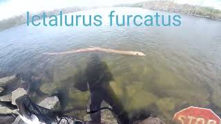 Ictalurus furcatus