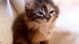 Crazy Cat Wont Sleep and What to Do   funny cats