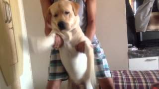 Harlem Shake (Labrador edition)