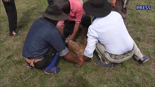 EL CHANCHO ENJABONADO - FIESTA DEL TERNERO SAUCEÑO 2019