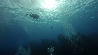 Cozumel Flying Turtle