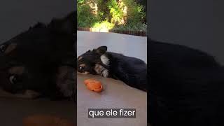 Dica Pet -  FAÇA BRINQUEDOS CASEIROS