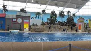 Dolphin Show - jumps