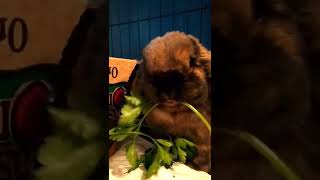 Puppy the bunny eats his parsley dinner.