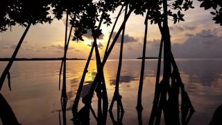 Meditation Minute episode 115, Letting it go in the mangroves