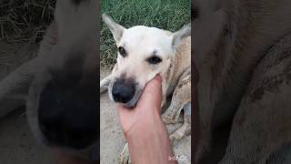 🫵🫵🫵इसको देखकर हंसी ना रोक पाओगे🙏🙏🙏😹😹😹🤩🤩🤩🫡🫡 #viral #comedy #dog #viralshort #funnyvideo #doglover