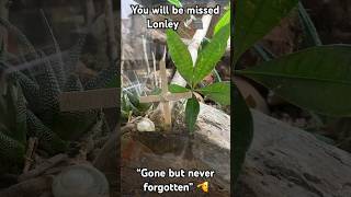 Lonley the beetle, “Gone but never forgotten” 🕊️🪦 #superworm #beetle #lizard #sad #funeral #lizard