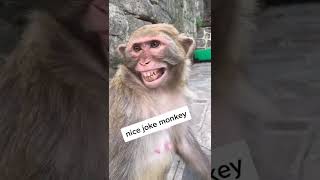 Monkey funny smile #shortvideo #shortviral# YouTubefeed #