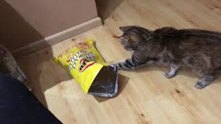 Cat stole chips