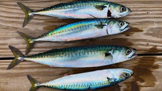 Mackerel Time! - Oceanside Pier