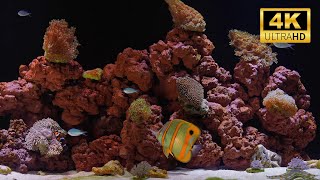 Beautiful Fish Tank in 4K | Relaxing Aquarium Water Sounds for Meditation & Sleep (12h)