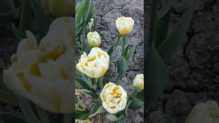 Тюльпан Флэминг Эвита (Tulip Flaming evita)