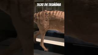 Tigre da Tasmânia