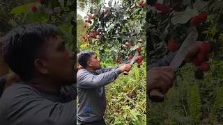 pangkas sambil panen buah rambutan