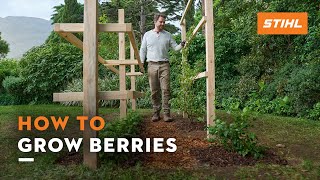 How to grow raspberries, blackberries & blueberries | STIHL​