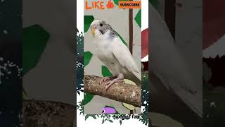 Happy budgie cute moments 😊😍♥️ #youtubeshorts #shorts