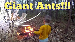 Camping with Ants and Beavers