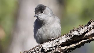 Capinere maschio e femmine - Blackcap male and female (Sylvia atricapilla)