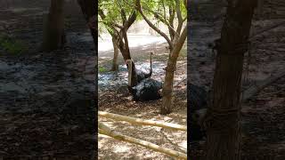 Ostrich enjoys showering in a 48 degree celcius...#shortvideo #shorts #gujarat