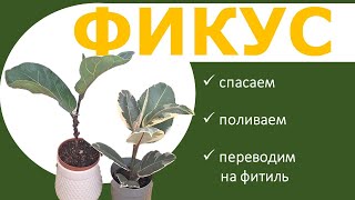 ФИКСУС Лирата и Эластика Белиз: реанимация, особенности полива, перевод на фитиль