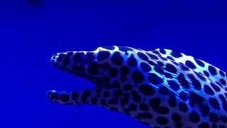 Moray eel vid 1