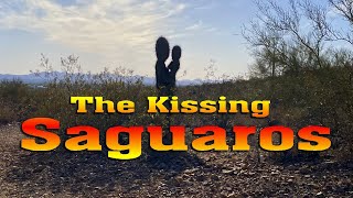 The Kissing Saguaros